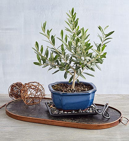 Olive Bonsai Tree